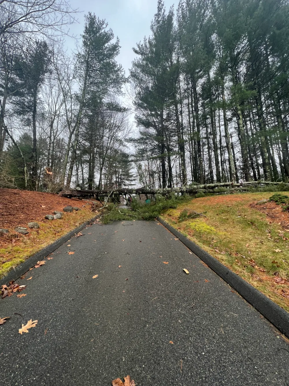 A road with fallen trees on the side of it.