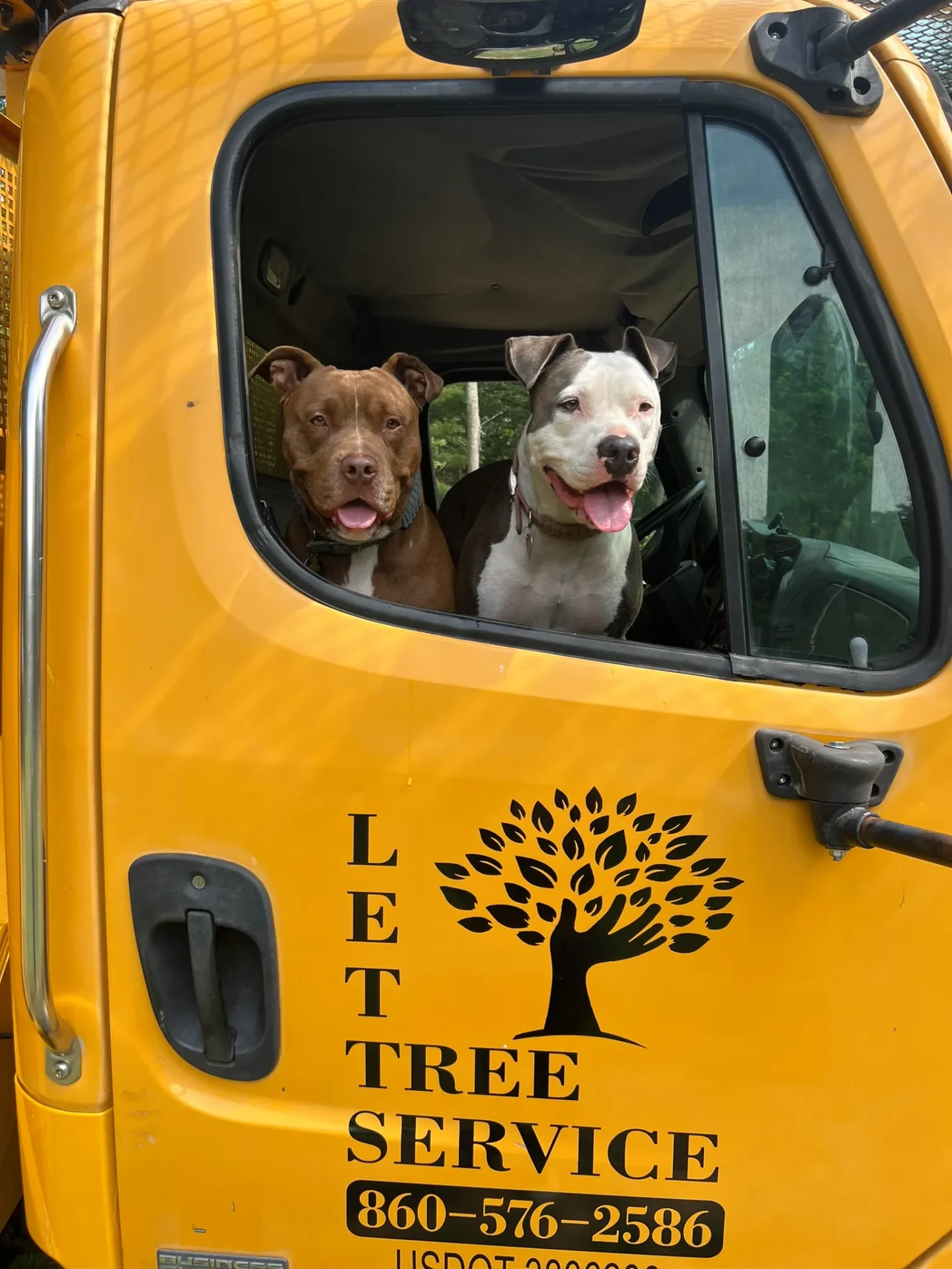 Two dogs are sitting in the window of a yellow truck.