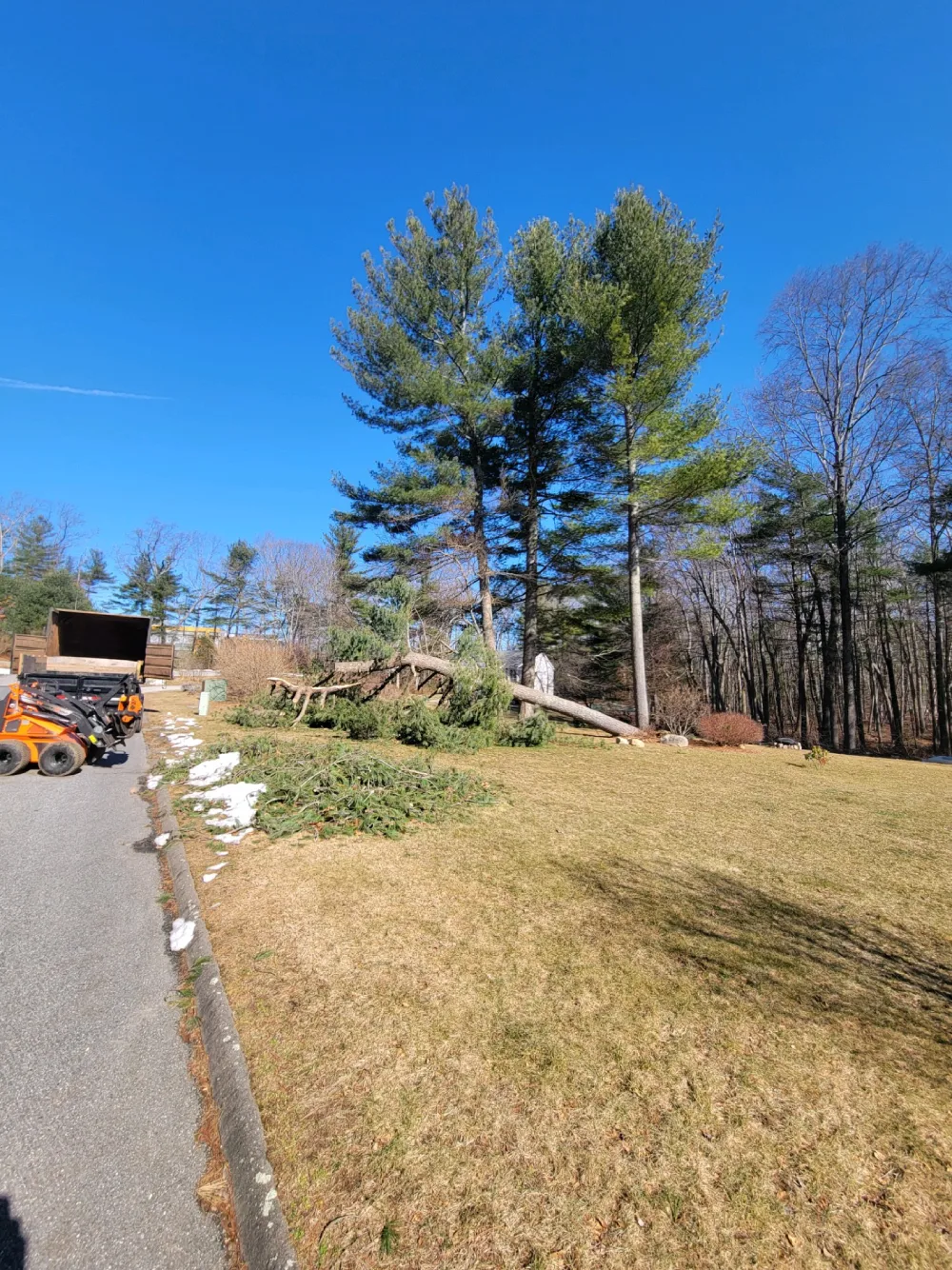 A large tree is cut down on the side of the road.