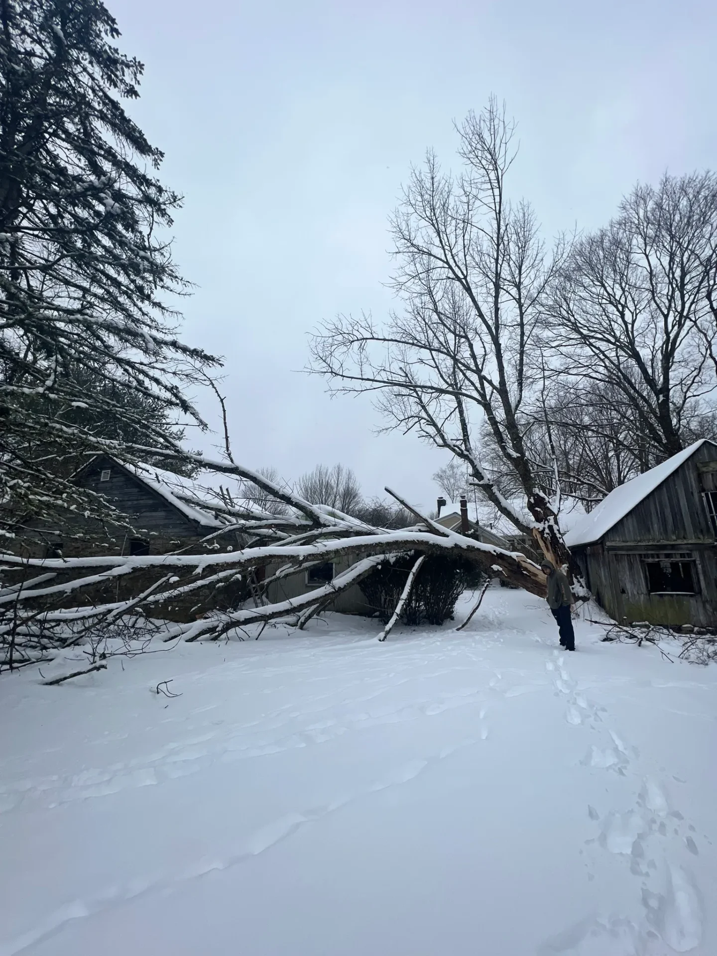 A tree that has fallen over in the snow.