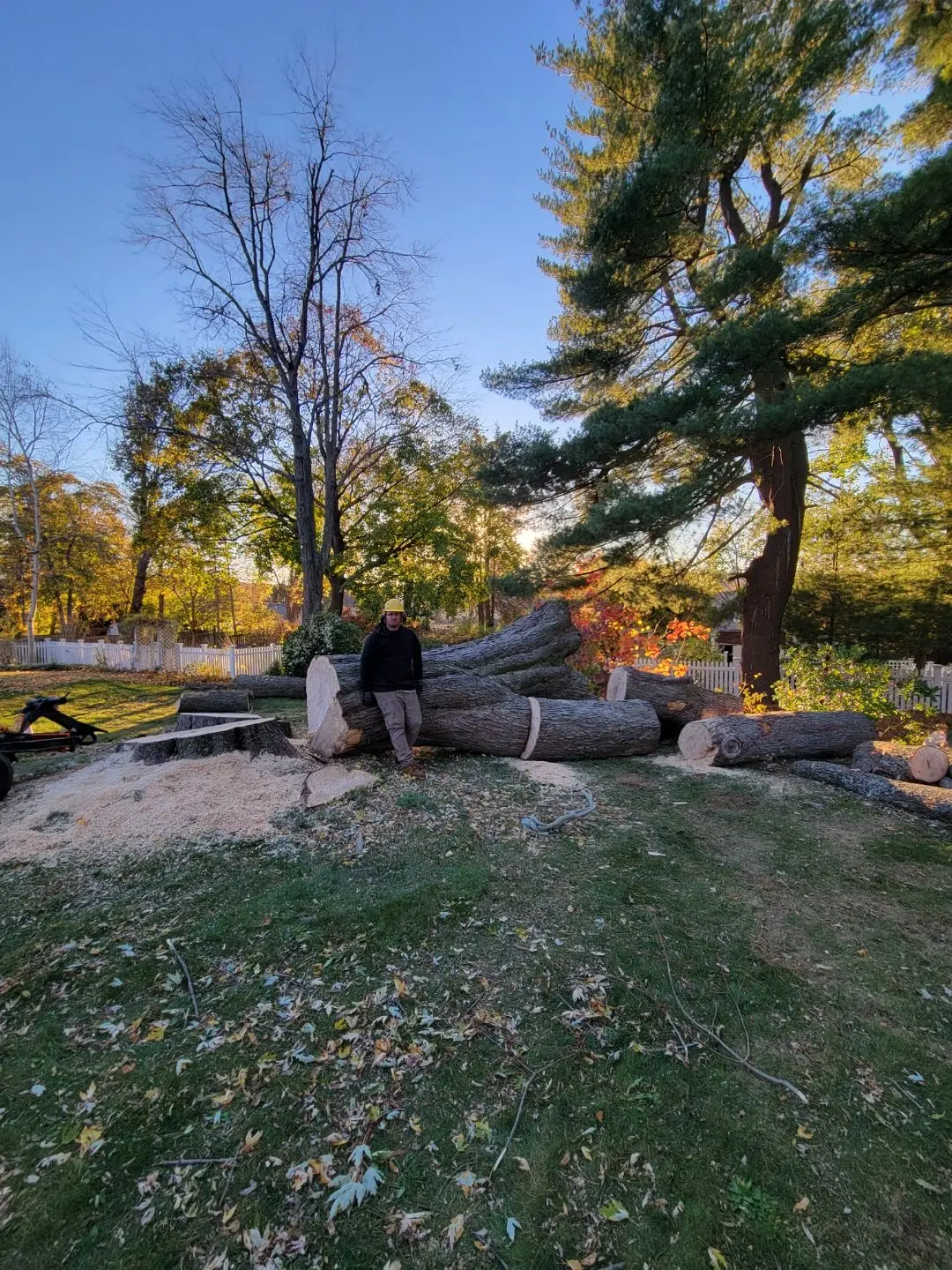 A pile of logs sitting in the grass near trees.