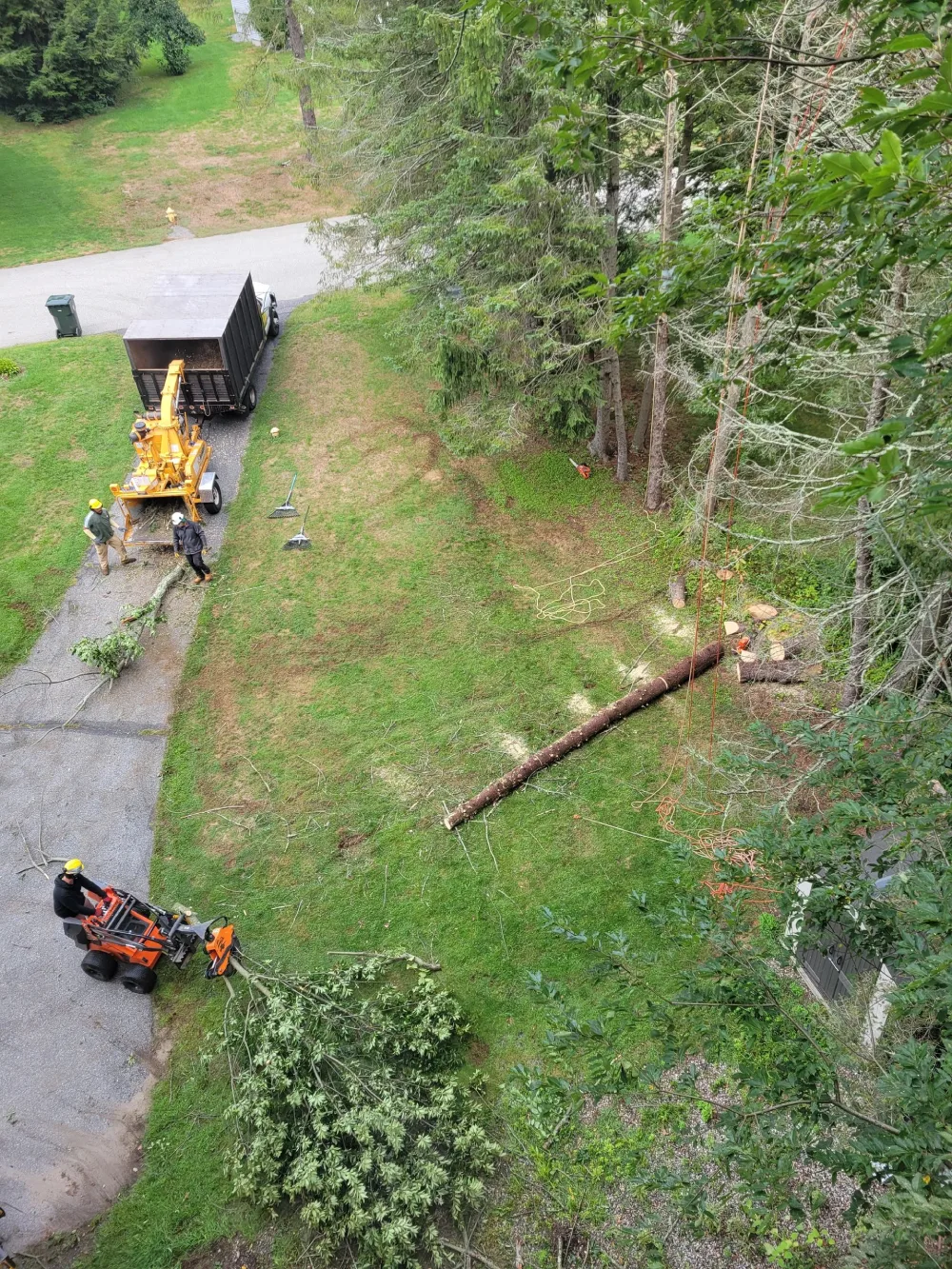 A person on a tractor and a tree being cut down